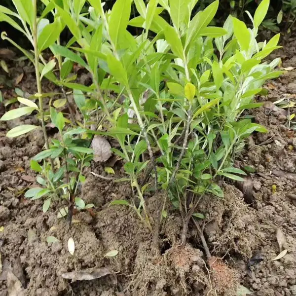 杜鹃花价格