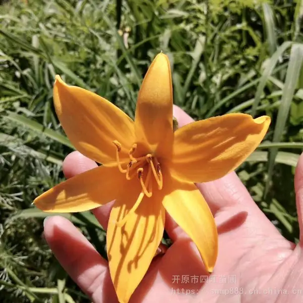 东北辽宁 大花 金娃娃萱草 红宝石 黄花红花紫花宿根花卉