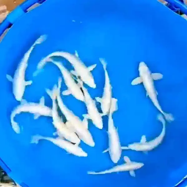 锦鲤活鱼 观赏鱼 大型淡水冷水鱼纯种 活体招财鱼