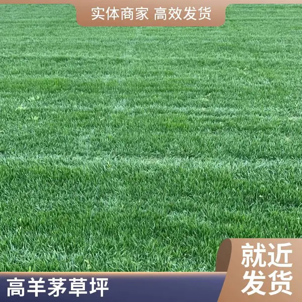 家庭花园设计批发草坪铺装庭院草坪铺装家庭庭院绿化户外平谷