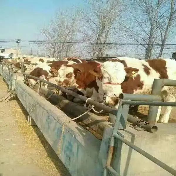 货到付款 出售小牛犊 现在牛犊多少钱 正规养牛场 西门塔尔牛犊出售