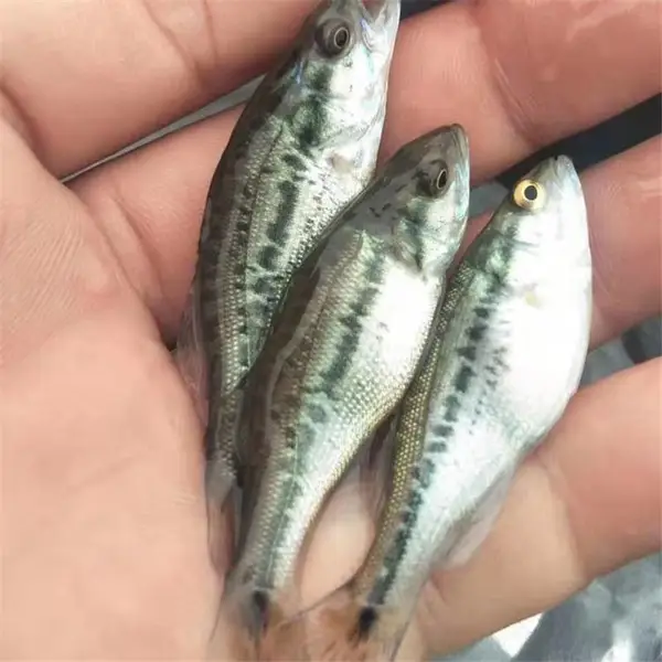 【本场大卖鱼苗】加州鲈鱼苗 鲈鱼苗 七星鲈鱼苗