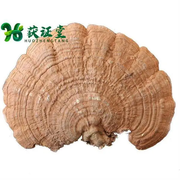树舌药材 赤色老母菌批发 药食同源多孔菌科真菌平盖灵芝