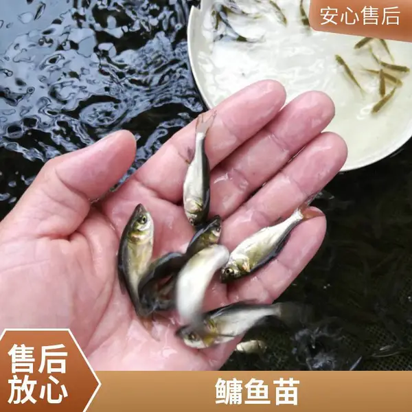 花鲢苗白鲢鱼苗养殖场山东泰安本地供苗鱼苗