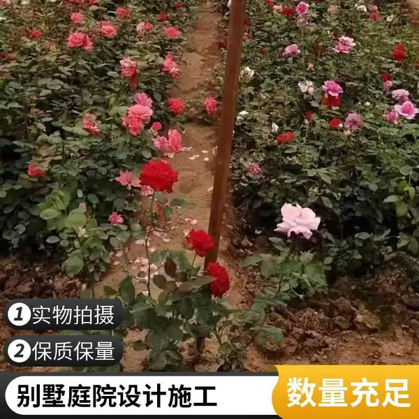 高羊茅草坪庭院草坪铺装别墅花园设计施工铺装大兴