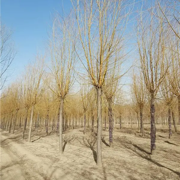 河北金丝柳树苗-博野金丝垂柳-包装车-基地现挖