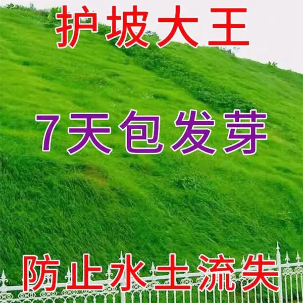 东营牧草种子行情预测