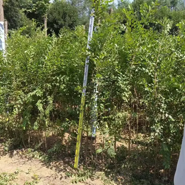 陕西咸阳二乔苗木榆树小苗基地装车价格,1公分榆树苗厂家批发,榆树小苗产地报价