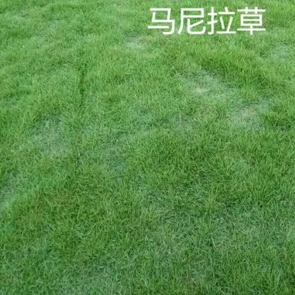 马尼拉草皮 广东广州校园操场绿化用的常用草出售价格 基地销售