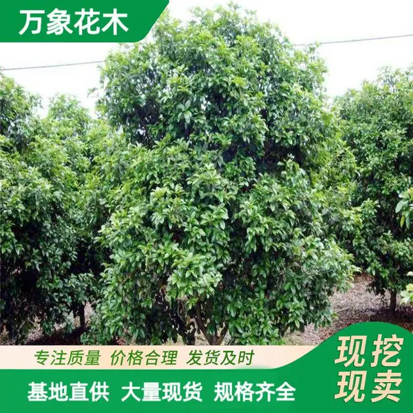 供应大叶女贞花叶 景区绿化造景工程苗 行道景观风景树