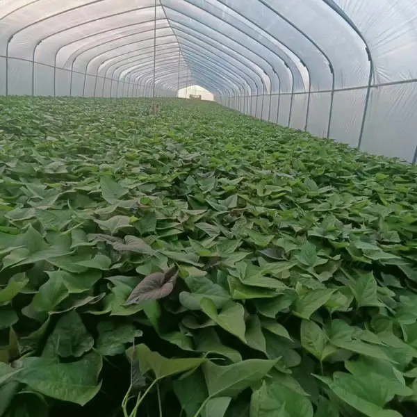 澳顺脱毒红薯苗基地 脱毒地瓜苗品种齐全 烟薯25 龙九 普薯32 玛莎莉