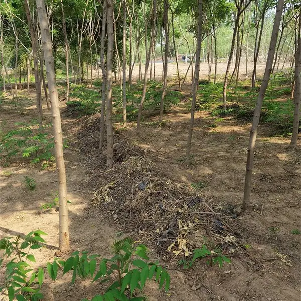 10公分火炬树-火炬树基地-火炬树苗-景观价值高