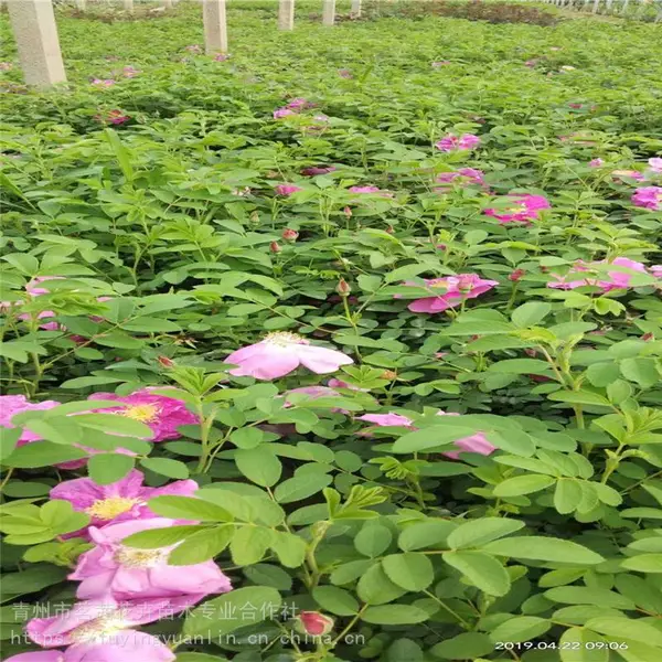 四季玫瑰苗价格,四季玫瑰苗***格,山东四季玫瑰销售