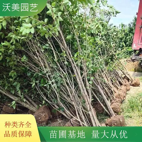 沃美园艺出售 丛生大叶女贞小苗 绿化造景观赏苗