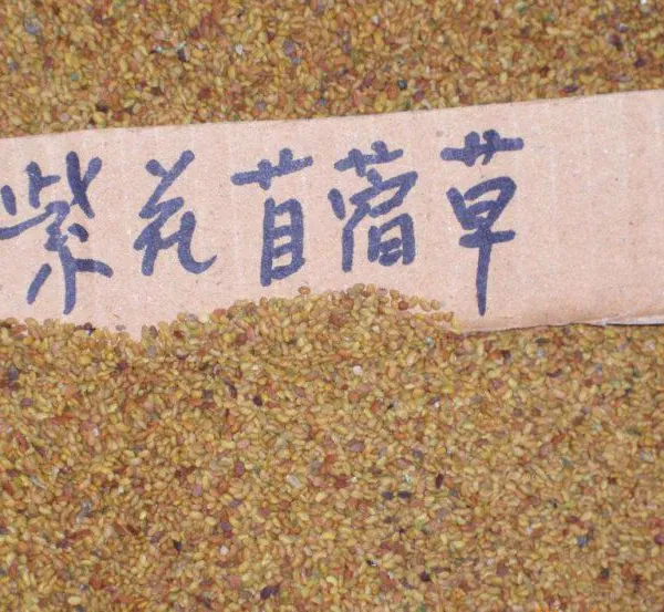 牧草种子-紫花苜蓿种子-畜牧牧草农场紫花苜蓿