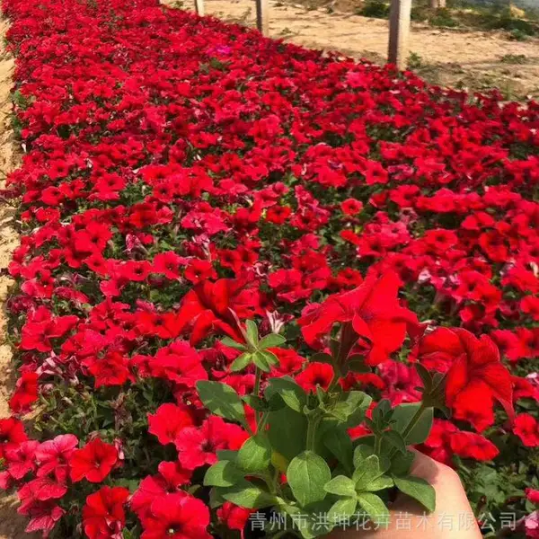 矮牵牛 庭院栽培 使用场景多 地被草花供应 花色鲜艳 多花 耐活好养