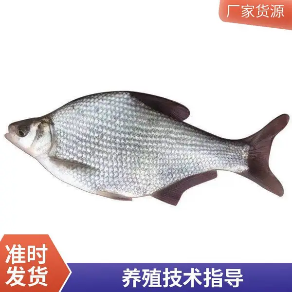 武昌鱼苗养殖 鳊鱼 售后技术指导 淡水鱼养殖 适应能力强大 鲲腾淡水鱼