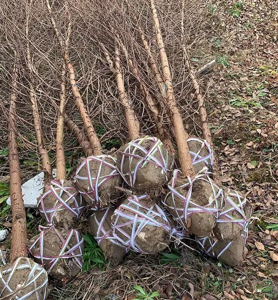 基地供应 5-10公分水杉园林绿化工程占地行道风景树庭荫树规格齐全