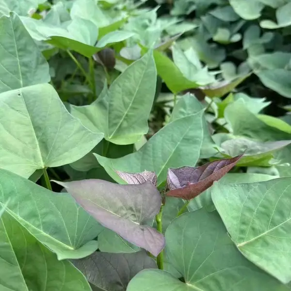 红薯苗红薯苗繁育基地产量高价格低