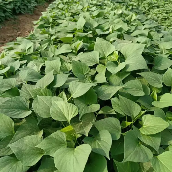 大量供应高淀粉优质脱毒扩繁红薯苗中华淀粉王一号 美国9408 地瓜苗价格 原种地瓜苗批发