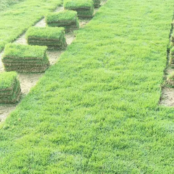 德江马尼拉草皮价格