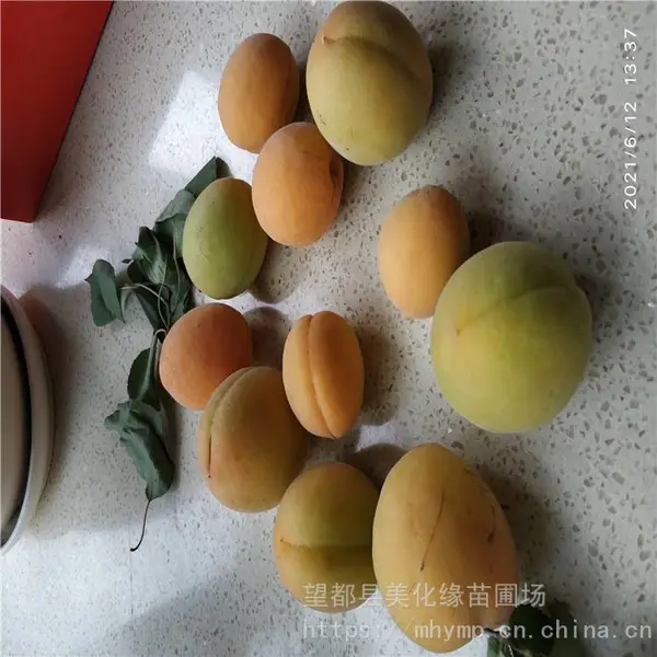 ����Ե ����÷�Ӽ۸� ��÷�� �绰����