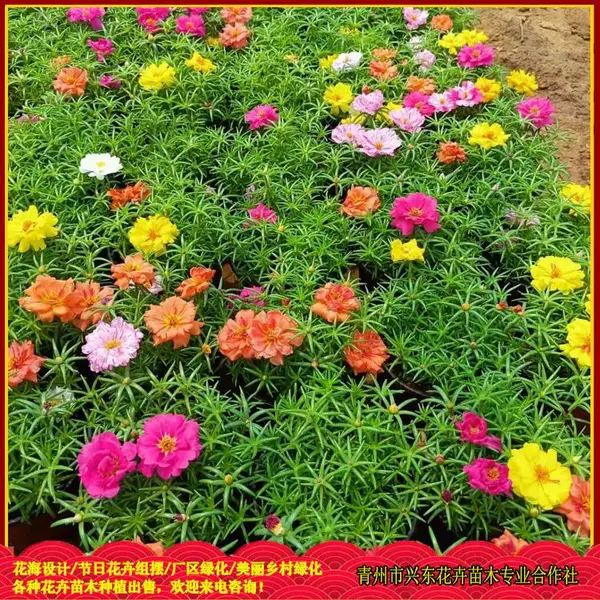 ԰���̻��óɻ�ݻ� �ذ�̫������ֲ���� �˶�����