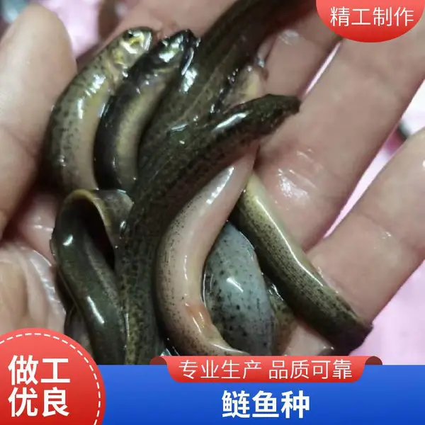江苏南京泥鳅苗鱼苗养殖场 出售泥鳅水花苗 寸苗 鱼苗 支持全程加氧运输