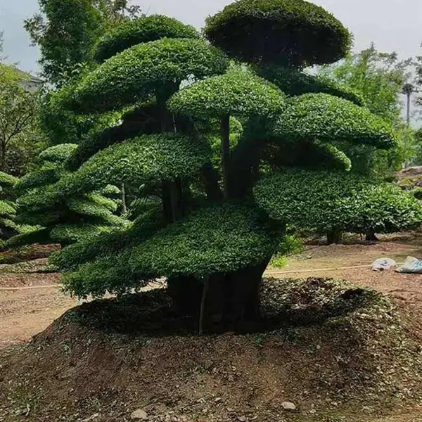 湖北造型白蜡-京山白蜡树价格-5米高丛生多杆对接白蜡