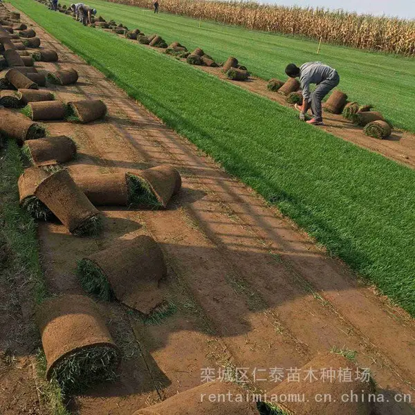 河南哪里有草坪 M-草坪 草皮卷 乐昌含笑种子