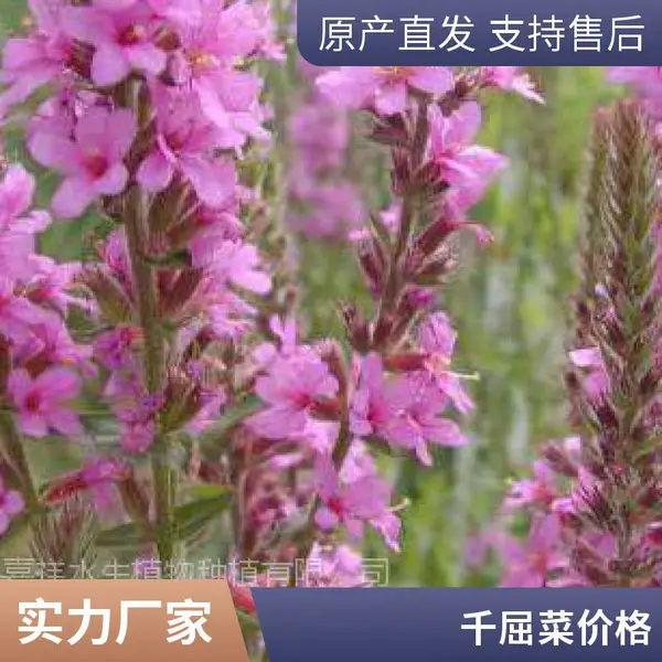 ǧ���� �� �ڷ�25���� �߶�40-50���� �����̻�