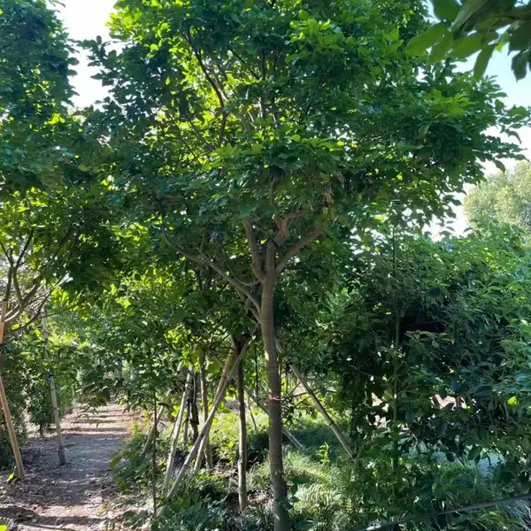红树林水黄皮树工程绿化苗