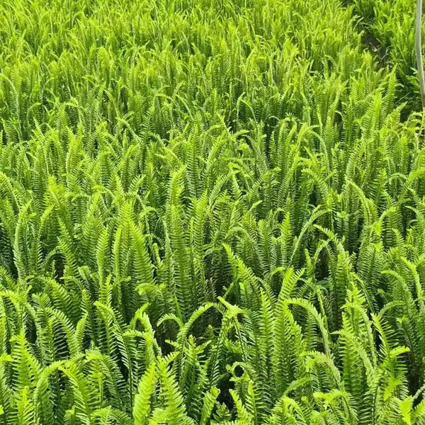 肾蕨 杯苗基地种植 色块植物 排骨草地被小苗 四季常青