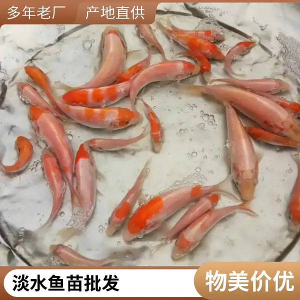 山东泰安本地观赏鱼苗锦鲤鱼苗养殖场 出售观赏鱼苗 支持现场看苗