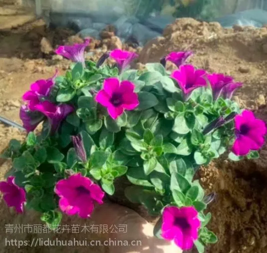 垂吊牵牛批发市场--【青州丽都】