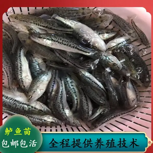 高产加州鲈鱼苗 鲈鱼苗水花 大口黑鲈鱼苗指导技术养殖