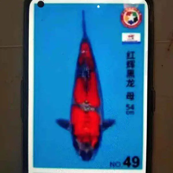 长兴水产 山吹黄金锦鲤 自行繁育 形成种群生产力 大正锦鲤采购