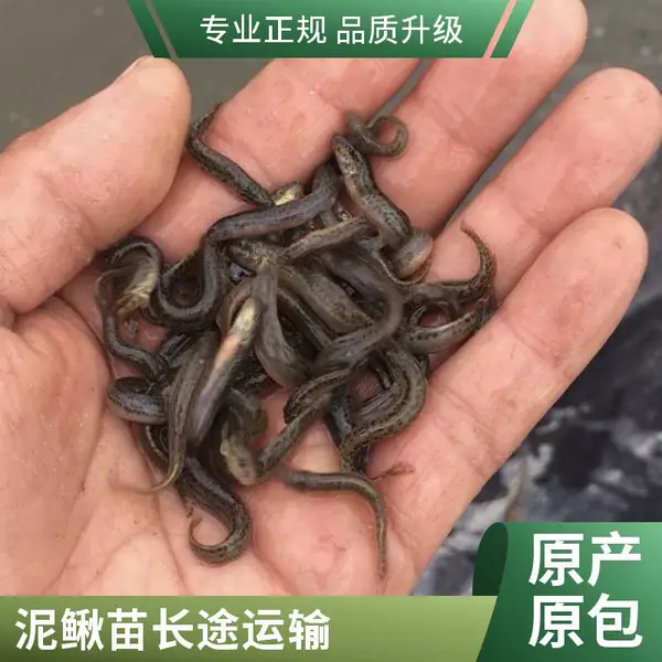 陕西西安当地泥鳅苗鱼苗养殖场 供应泥鳅寸苗 水花苗 支持长途运输 成活***