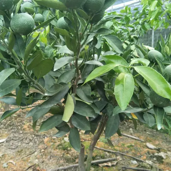 �������� ���� 091�޺��ָ� ����ֱ��