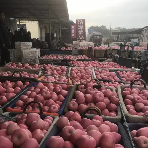 烟台蓬莱红富士 苹果代办场地