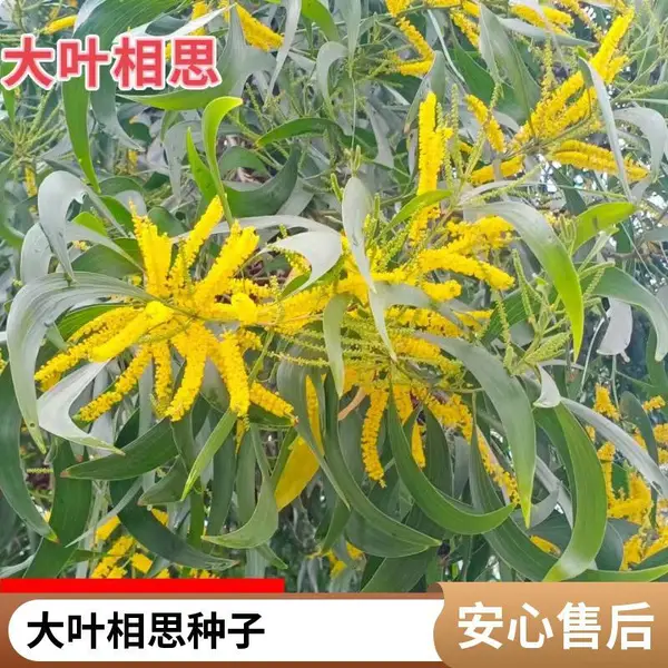 山体修复大叶相思种子喜阳光充足茶花树籽酸枣公园草坪钓钟柳