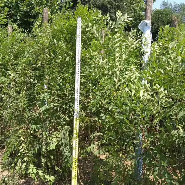 陕西延安二乔苗木榆树小苗槐3公分基地价格,1米高榆树苗厂家批发,榆树小苗产地报价