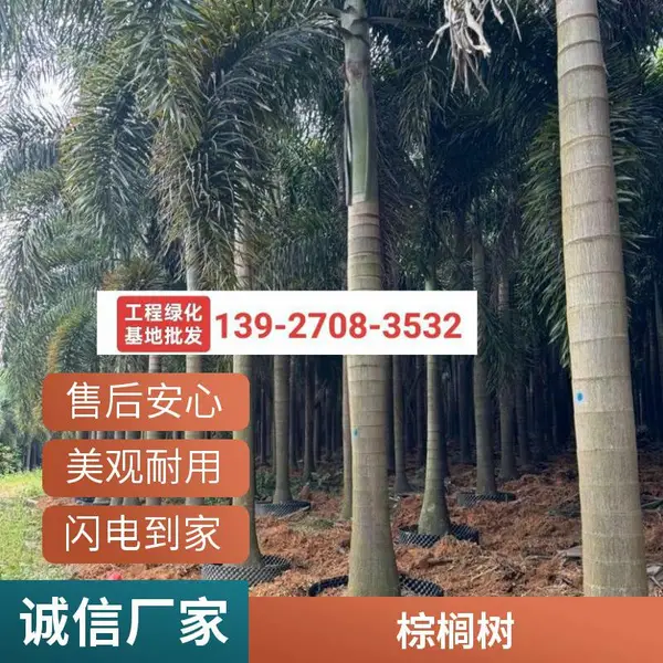 行道绿化风景树 货源充足 高度9米 狐尾椰子树 景兴园艺