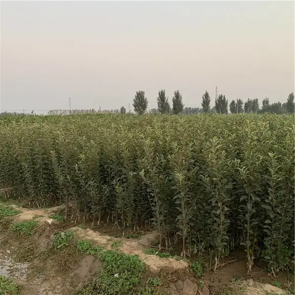 唐山苹果树苗 遵化苹果树苗