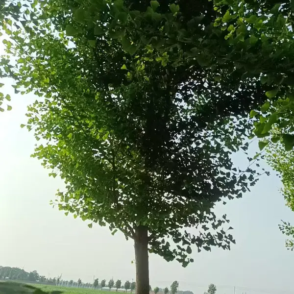 8公分至12公分银杏树,山东聊城阳谷县原生冠银杏树基地,银杏树产地上车价格,山东聊城银杏树