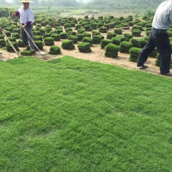马尼拉草皮 泸州小区绿化用的草坪出售价格 ***