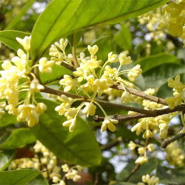 出售金桂 公园观赏浓香型花卉苗木 景点行道树