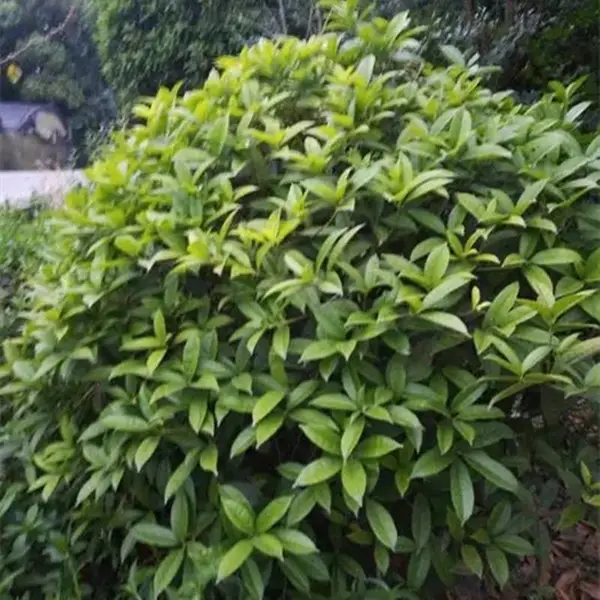 沃美园艺出售 丛生独杆桂花 金桂小苗 道路行道树 景区造景观赏树