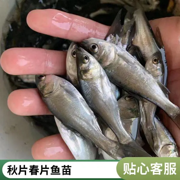 山东潍坊本地花鲢白鲢鱼苗养殖场 直供鳙鱼鲢鱼苗 水库放养适销