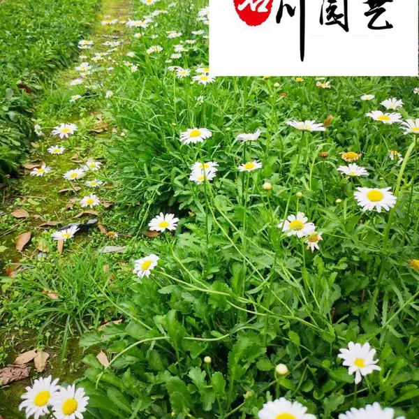 成都大花滨菊 苗木报价 花镜植物搭配 大花滨菊价格 成都草花种植基地?